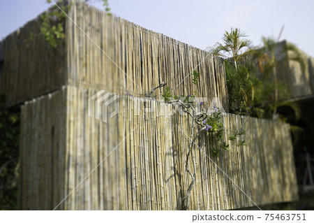 Ornamental plant in the garden Ornamental plant in the garden 75463751