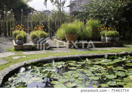 Ornamental plant in the garden Ornamental plant in the garden 75463754