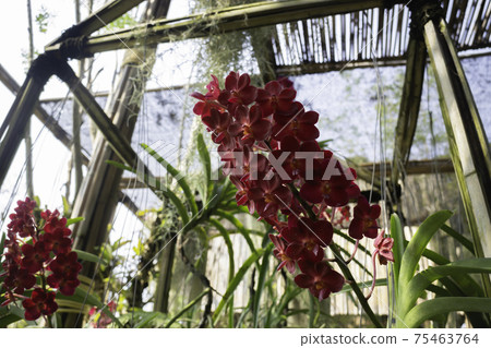 Colorful orchid farm cafe and agricultural industry 75463764
