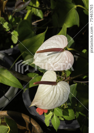 Ornamental plant in the garden 75463765
