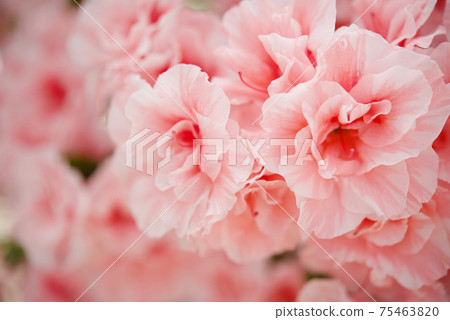 Enchanted Azalea Exhibition 75463820