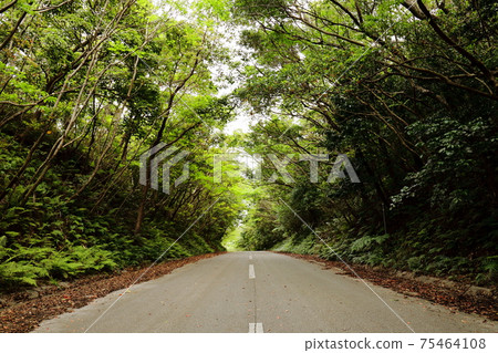 沖繩洋原路 沖繩洋原路 75464108