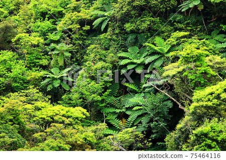 沖繩Yanbaru原始森林 75464116