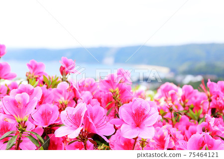 Okinawa azalea 75464121