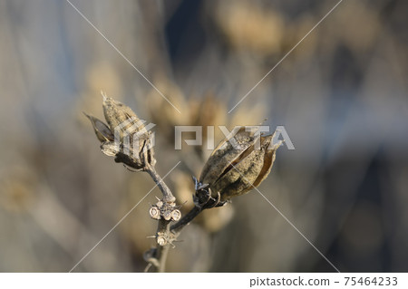 Rose Of Sharon 75464233