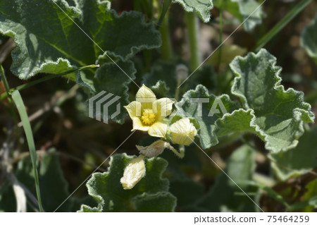 Squirting cucumber Squirting cucumber 75464259