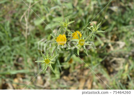 Spiny starwort 75464260