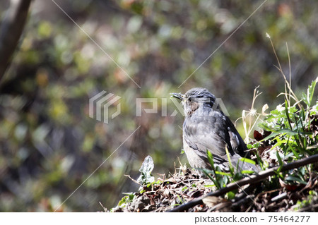 Bulbul 75464277