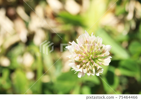 White flower flowers White flower flowers 75464466
