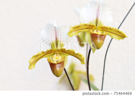 兜蘭·insigne花 兜蘭·insigne花 75464469
