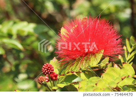 Benicoa槍花 Benicoa槍花 75464470