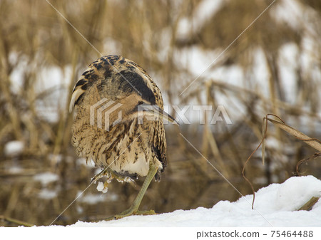 The Eurasian bittern(Botaurus stellaris) 75464488