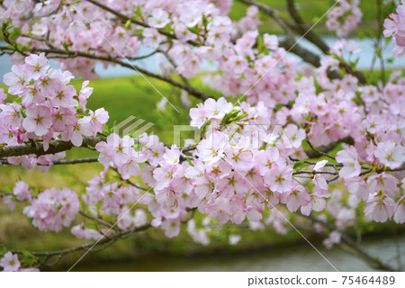Cherry blossoms along the river 75464489