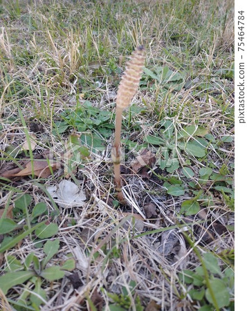 One Tsukushi that grows in the grass One Tsukushi that grows in the grass 75464784