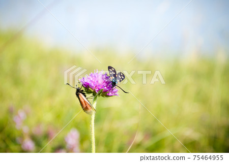 Scarlet tiger moth on clover flower close up. Scarlet tiger moth on clover flower close up. 75464955