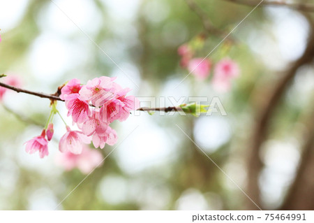 Hikanzakura flowers Hikanzakura flowers 75464991
