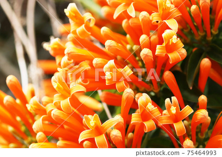 柑橘類水果花 柑橘類水果花 75464993