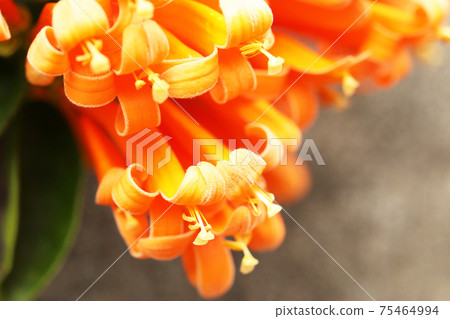Citrus fruit flower Citrus fruit flower 75464994