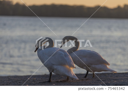 Beautiful wild swan Cygnus in sunset light Beautiful wild swan Cygnus in sunset light 75465342