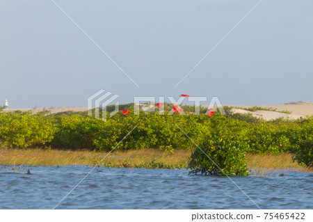 Scarlet ibis from Lencois Maranhenses National Park, Brazil. 75465422