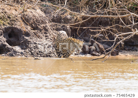 Jaguar from Pantanal, Brazil 75465429