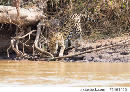 Jaguar from Pantanal, Brazil 75465430