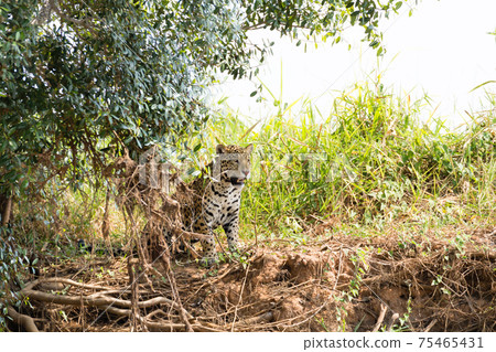 Jaguar from Pantanal, Brazil 75465431