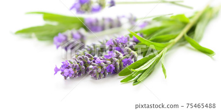 Lavender flowers on a white background close-up 75465488