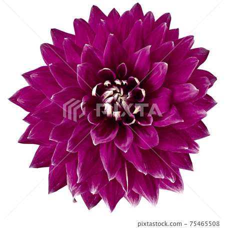 fuchsia flower dahlia on a white background isolated. Closeup. big  flower for design. Dahlia. 75465508