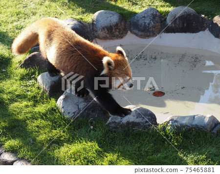 Nanki Shirahama Adventure World的可愛動物 Nanki Shirahama Adventure World的可愛動物 75465881