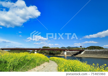 仙台河山崎大橋河床的油菜花開滿天和藍天 仙台河山崎大橋河床的油菜花開滿天和藍天 75465960