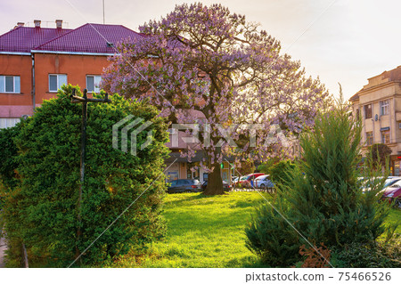 uzhhorod, ukraine - 01 MAY 2018: paulownia tree in the town center. big blossoming tree on the square among old architecture. popular tourist attraction uzhhorod, ukraine - 01 MAY 2018: paulownia tree in the town center. big blossoming tree on the square among old architecture. popular tourist attraction 75466526