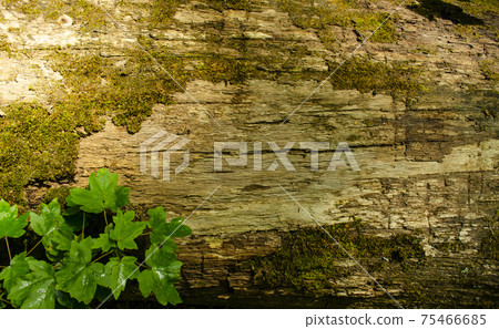 Wooden texture. Close up of rotting log with ivy. Natural background Wooden texture. Close up of rotting log with ivy. Natural background 75466685