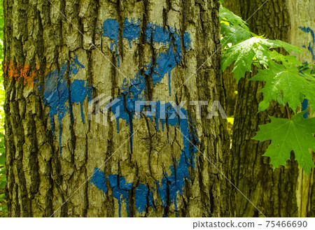 Tree Bark Painted With Number three and an Arrow. Hiking marking on a tree in the woods. Number 3 drawn on a tree trunk with blue paint.A background with texture bark of tree it is horizontally. Tree Bark Painted With Number three and an Arrow. Hiking marking on a tree in the woods. Number 3 drawn on a tree trunk with blue paint.A background with texture bark of tree it is horizontally. 75466690