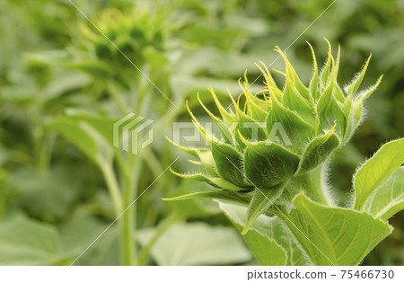 Close up young sunflower the flower is not fully grown in the field and blur background.small depth of field. Nature agricultural background 75466730
