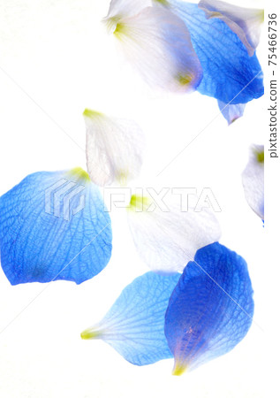 Flowers Flowers 75466736