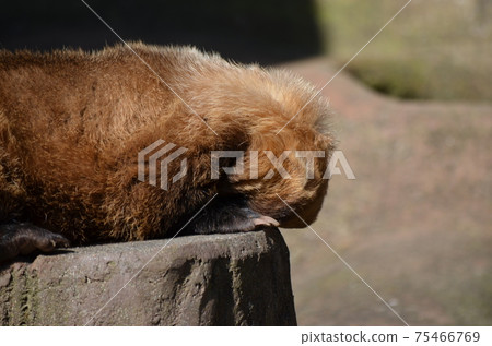 Japanese badger in the sun Meles anakuma 75466769