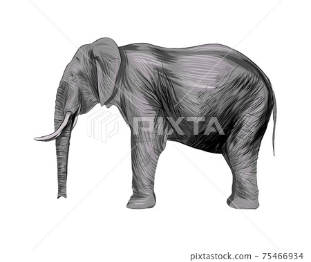 Elephant from a splash of watercolor, colored drawing, realistic 75466934