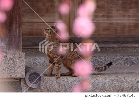 Awaji Island Yagi weeping plum Awaji Island Yagi weeping plum 75467143