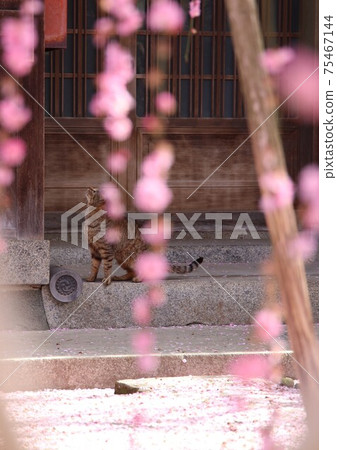 Awaji Island Yagi weeping plum 75467144