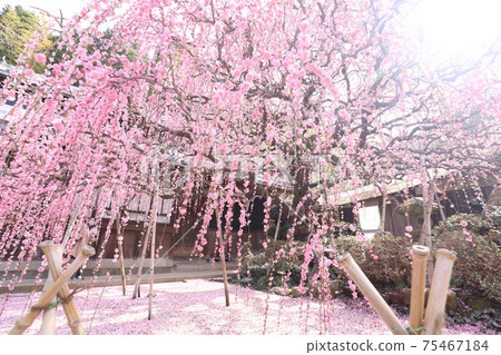 Awaji Island Yagi weeping plum Awaji Island Yagi weeping plum 75467184