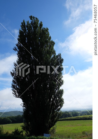 Hokkaido Biei Town Ken and Mary's tree Hokkaido Biei Town Ken and Mary's tree 75468057