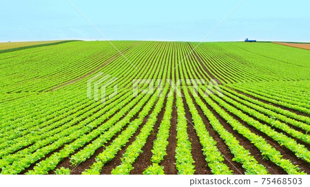 Biei no Oka 75468503