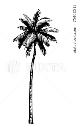 Coconut palm tree. Coconut palm tree. 75468512