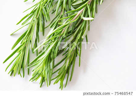 新鮮迷迭香照片素材 75468547