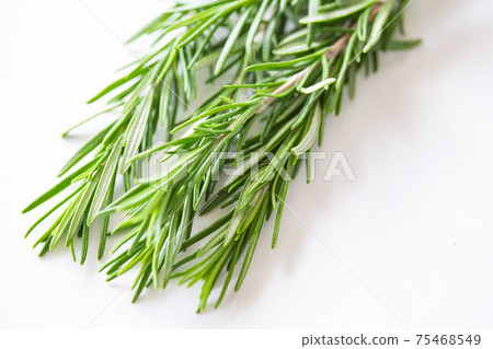 Fresh rosemary photo material 75468549
