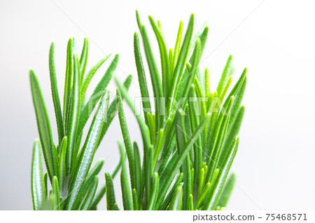 Fresh rosemary Fresh rosemary 75468571