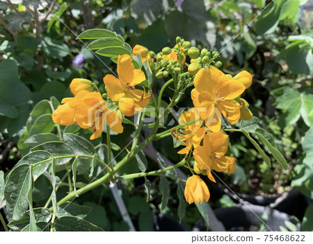 Senna or Alexandrian leaf or cassia acutifolia is a wild plant Senna or Alexandrian leaf or cassia acutifolia is a wild plant 75468622