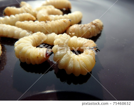white larvae, larvae beetle white larvae, larvae beetle 75468632