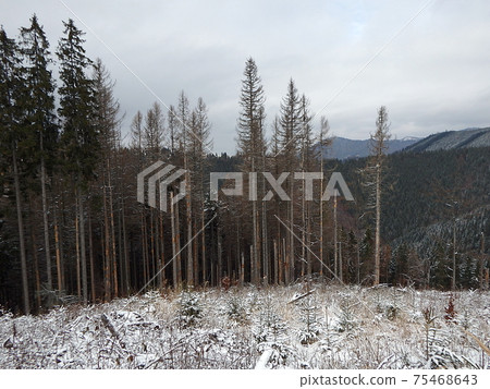 dead spruce forest in winter dead spruce forest in winter 75468643